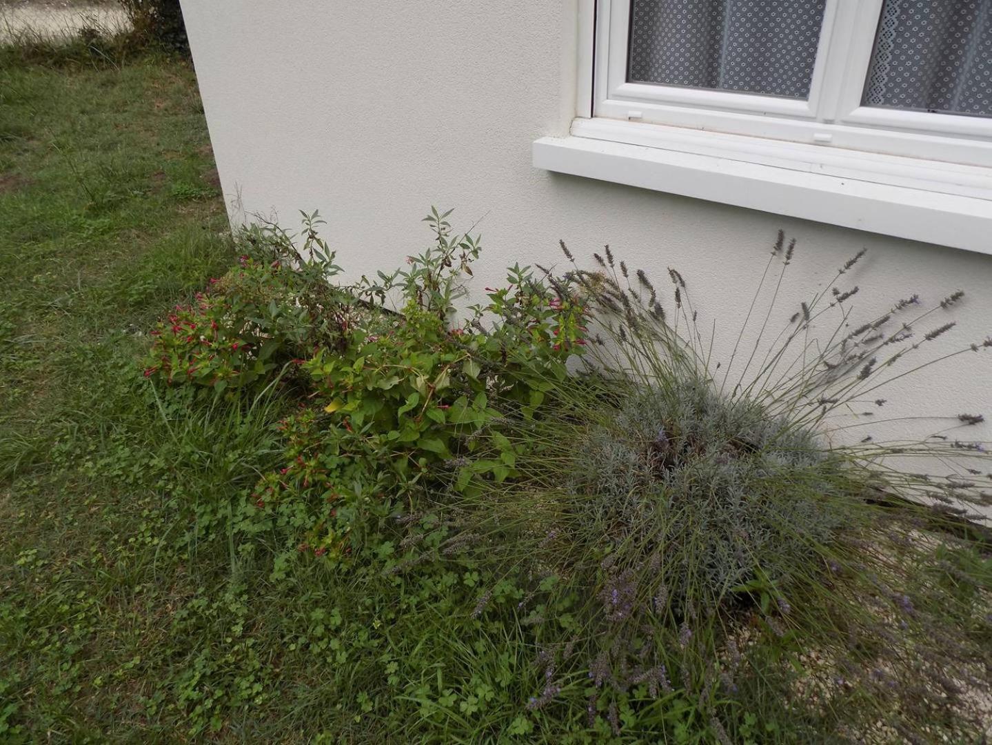 Meschers Sur Gironde - Agreable Maison Au Calme - Grand Jardin - Foret Zewnętrze zdjęcie